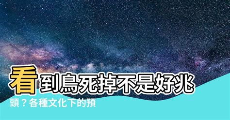 一直看到死掉的鳥|路上看到死掉的鳥